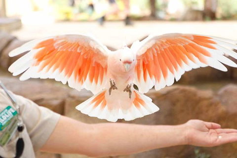 Currumbin Wildlife Sanctuary General Entry Ticket - Accommodation Sunshine Coast 18