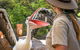 Currumbin Wildlife Sanctuary General Entry Ticket - thumb 19