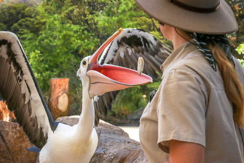 Currumbin Wildlife Sanctuary General Entry Ticket - Accommodation Sunshine Coast 19