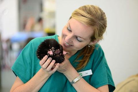 Currumbin Wildlife Sanctuary General Entry Ticket - Accommodation Sunshine Coast 8