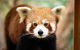 Currumbin Wildlife Sanctuary General Entry Ticket - thumb 3