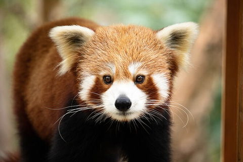 Currumbin Wildlife Sanctuary General Entry Ticket - Accommodation Sunshine Coast 3