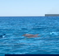 Noosa Wild Dolphin Safari - Accommodation Sunshine Coast