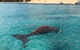 Eco Marine Safari - Boom Netting & Snorkeling Moreton Island - Roma St Transfers - thumb 7