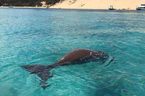 Eco Marine Safari - Boom Netting & Snorkeling Moreton Island - Roma St Transfers - Accommodation Sunshine Coast 7