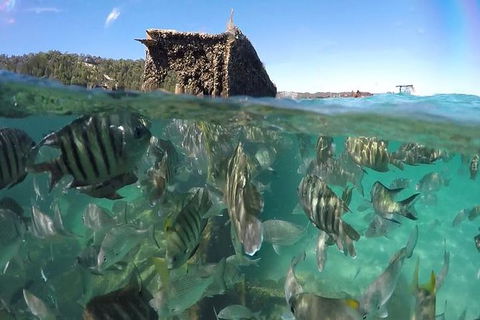 Eco Marine Safari - Boom Netting & Snorkeling Moreton Island - Roma St Transfers - Accommodation Sunshine Coast 10