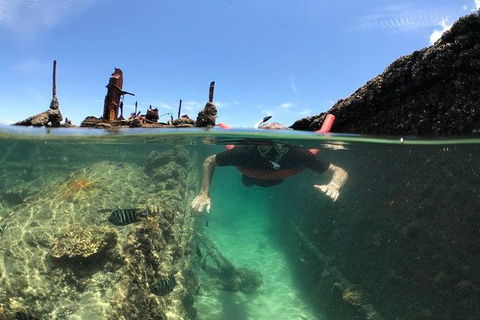 Eco Marine Safari - Boom Netting & Snorkeling Moreton Island - Roma St Transfers - Accommodation Sunshine Coast 2