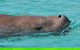 Eco Marine Safari - Boom Netting & Snorkeling Moreton Island - Roma St Transfers - thumb 6