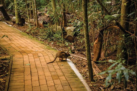 Full Day Sunshine Coast Hinterland Luxury Small Group Tour From Brisbane - Accommodation Sunshine Coast 2