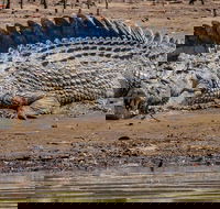Solar Whisper Daintree River Crocodile and Wildlife Cruise - Accommodation Sunshine Coast