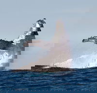 Private whale watching - Accommodation Sunshine Coast