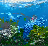 Full Day Snorkel In The Great Barrier Reef - Accommodation Sunshine Coast
