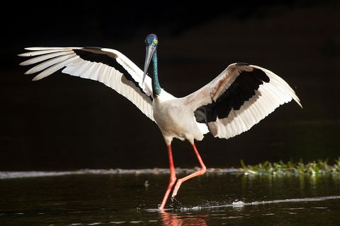 Daintree River - Private Photography Cruise - Accommodation Sunshine Coast 0