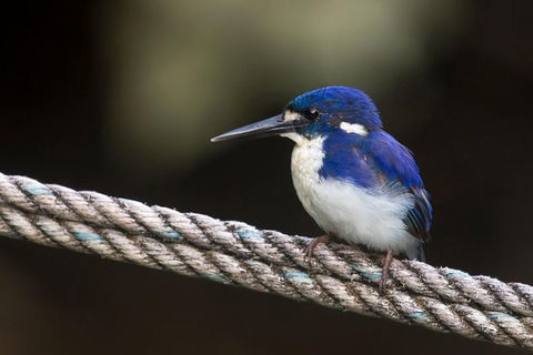 Daintree River - Private Photography Cruise - Accommodation Sunshine Coast 1