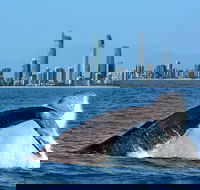 Gold Coast Airport to and from Byron Bay NSW for up-to 7 ppl - Accommodation Sunshine Coast