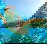 Guided Snorkel with Fish Tour at Cook Island Aquatic Reserve - Accommodation Sunshine Coast