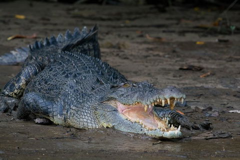Daintree Afternoon Nocturnal Nature And Wildlife Tour - Accommodation Sunshine Coast 4