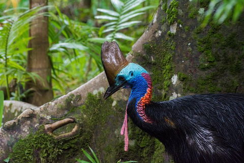 Daintree Afternoon Nocturnal Nature And Wildlife Tour - Accommodation Sunshine Coast 0