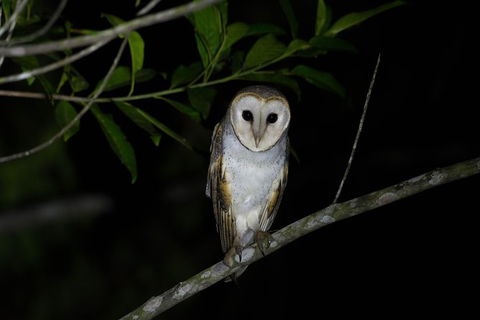 Daintree Afternoon Nocturnal Nature And Wildlife Tour - Accommodation Sunshine Coast 10