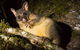 Daintree Afternoon Nocturnal Nature And Wildlife Tour - thumb 7