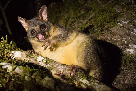 Daintree Afternoon Nocturnal Nature And Wildlife Tour - Accommodation Sunshine Coast 7