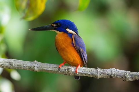 Daintree Afternoon Nocturnal Nature And Wildlife Tour - Accommodation Sunshine Coast 2