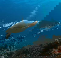 Gold Coast Try-Scuba Experience at Cook Island Aquatic Reserve - Accommodation Sunshine Coast