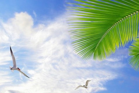 Airport Transfer - Mission Beach To Cairns Airport - Accommodation Sunshine Coast 4