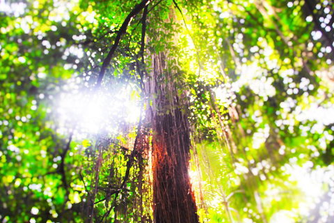 Airport Transfer - Mission Beach To Cairns Airport - Accommodation Sunshine Coast 1