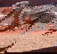 Age of Dinosaurs Museum Half Day Tour - Accommodation Sunshine Coast