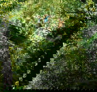 Tamborine Lamington OReillys - Rainforest  Wildlife Tour - Accommodation Sunshine Coast