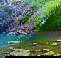 Reef Wildlife  Rainforest - Reef  Beyond Guided Holidays - Accommodation Sunshine Coast