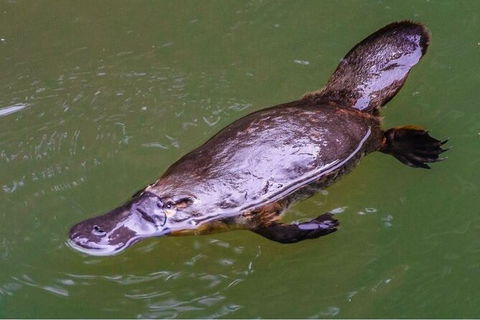 Reef, Wildlife & Rainforest - Reef & Beyond Guided Holidays - Accommodation Sunshine Coast 7