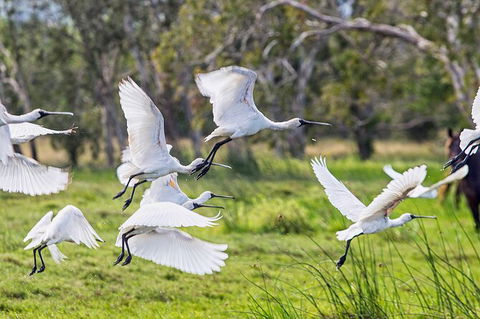 Reef, Wildlife & Rainforest - Reef & Beyond Guided Holidays - Accommodation Sunshine Coast 1