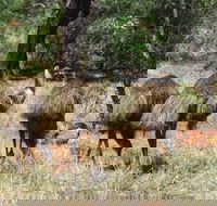 5-Day Outback Farm and Wildlife Experience from Brisbane - Accommodation Sunshine Coast