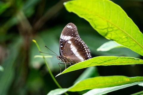 Daintree And Cape Tribulation Full Day Guided Tour - Accommodation Sunshine Coast 6