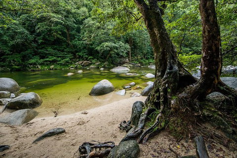 Daintree And Cape Tribulation Full Day Guided Tour - Accommodation Sunshine Coast 5