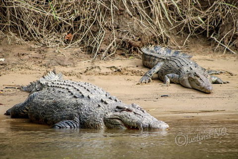 Daintree And Cape Tribulation Full Day Guided Tour - Accommodation Sunshine Coast 2