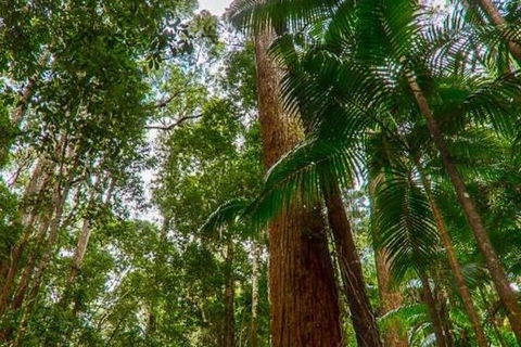 3-Day Fraser Island Hiking And 4WD Adventure From Hervey Bay - Accommodation Sunshine Coast 1