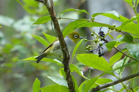 Birdwatching And Wildlife Noosa Biosphere Full-Day Experience - Accommodation Sunshine Coast 1