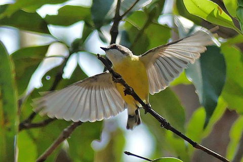 Birdwatching And Wildlife Noosa Biosphere Full-Day Experience - Accommodation Sunshine Coast 0