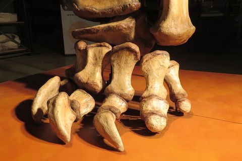 Australian Dinosaur Giants Tour - Accommodation Sunshine Coast 3