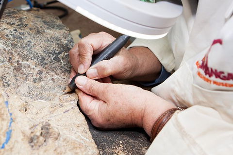 Australian Dinosaur Giants Tour - Accommodation Sunshine Coast 2