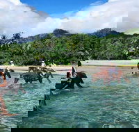 Afternoon Beach Horse Ride in Cape Tribulation - Accommodation Sunshine Coast