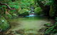 SHUTTLE - Mossman Gorge & Cooya Beach From Port Douglas (Return Transfer) - thumb 2