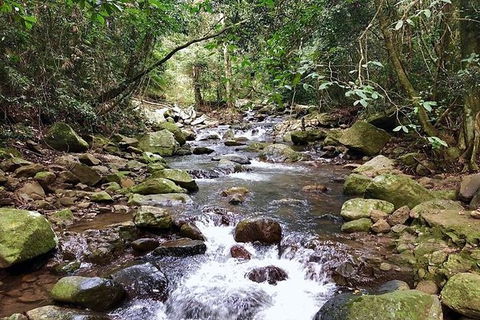 Springbrook Full Day Tour - Accommodation Sunshine Coast 4