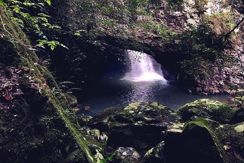 Springbrook Full Day Tour - Accommodation Sunshine Coast 2