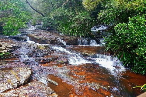Springbrook Full Day Tour - Accommodation Sunshine Coast 0