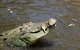 Virtual Interactive Australian Wildlife Tour With Private Guide-Wildlife Habitat - thumb 2