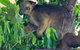 Virtual Interactive Australian Wildlife Tour With Private Guide-Wildlife Habitat - thumb 1